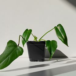 Rare Aroid Philodendron Golden Dragon variegated plant/ indoor plant/ house plant/ flower patio garden