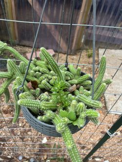Maceta Cacahuate