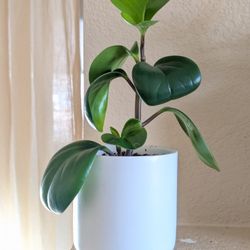 Healthy Beautiful Indoor Plant(Peperomia)