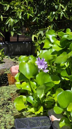 Water hyacinth and duckweed