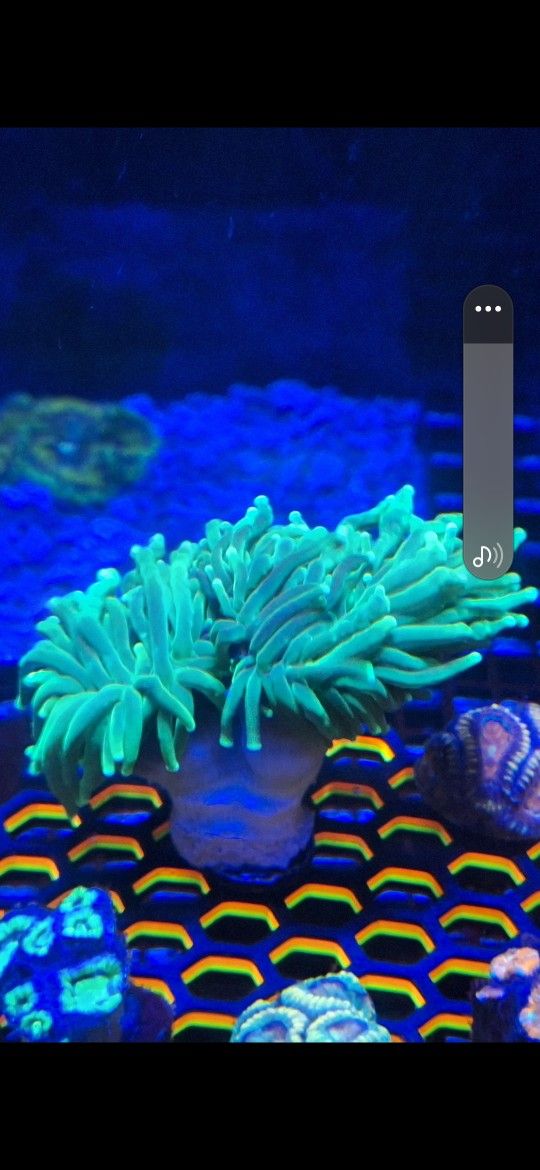 Ausie Neon Green Euphylia Torch