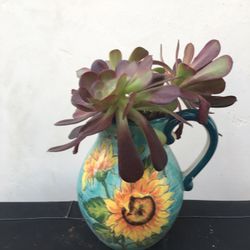 Potted Succulents 