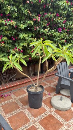Hawaiian plant white