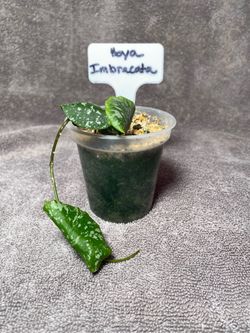Hoya Imbricata