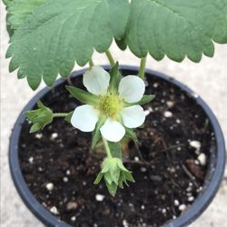 1 Allstar Strawberry Plant (Fruit) in pot