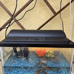 Fish Tank 