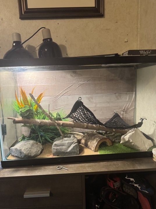 Lizard or Bearded Dragon Tank!
