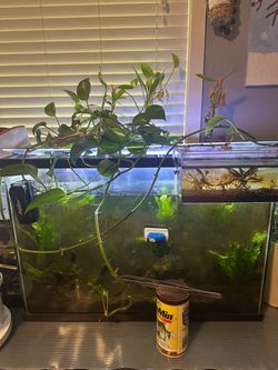 30 gal tank + accesories