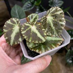 Begonia Cleopatrae 🌸 Pink Flower