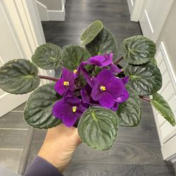 African Violet Blooming Rich Dark Color Indoor Plant