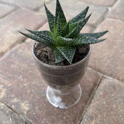 Succulent Plant 🪴 