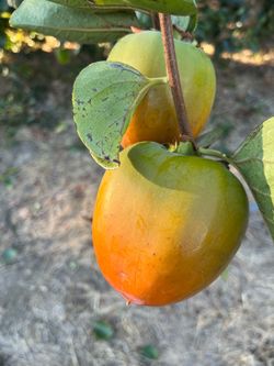 Home grow Hachiya Persimons Very sweet 2 for $1 have over 300 pieces available