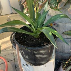 Fox Tail Plant 7 Gallon Pot.