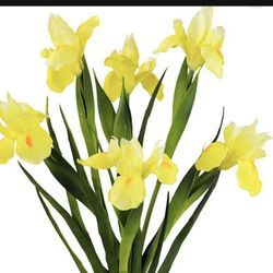  Yellow Iris Plants 2 Gallon Fully Rooted