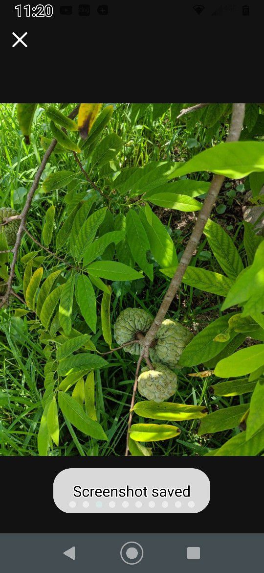 Sugar Apple Seeds And Plants/Also Maracuyá ,Parchas Passion Fruits