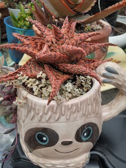 Rare Aloe 