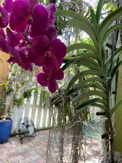Blooming Vanda orchid