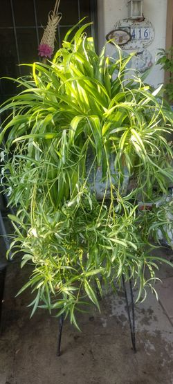 Planta Natural,((Spider plant))
