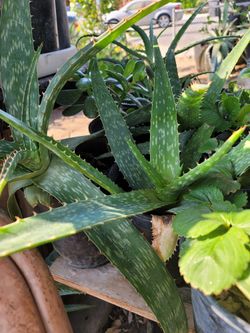 Aloe Vera
