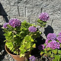Hydrangea Mature Plant 