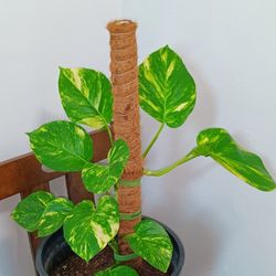 Variegated Giant Leaf Hawaiian Pothos 