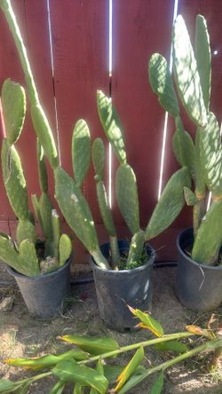 Cactus plant /nopal