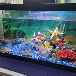Fish Tank 