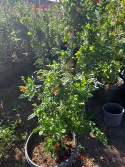 Tecoma 15 Gallon