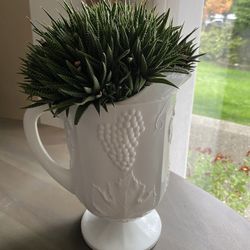 Plant Live $75