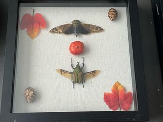 Autumn Display