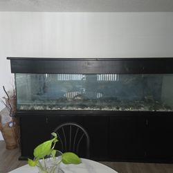 250 Gal Aquarium 