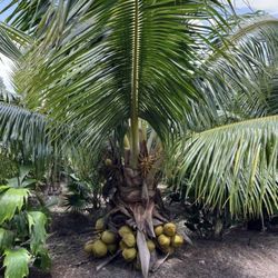 Fiji Dwarf (Niu Leka) Coconut Palm