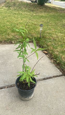Arbol de durasno
