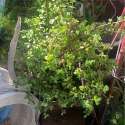 Healthy  Plant. 5 Gallón Container.