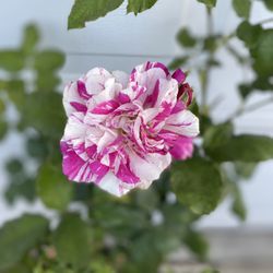 Rose Bush Plant, In 5 Gallons Pot Pick Up Only
