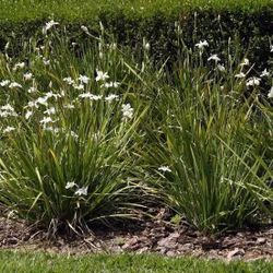 Butterfly Iris Plants- Healthy & Great for Landscaping $5 - $15 Each (OR TAKE ALL FOR $60)