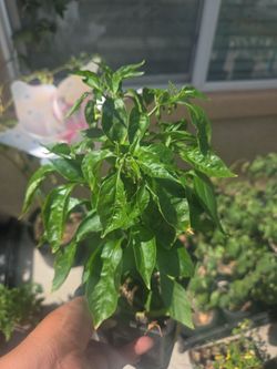 Habanero plants orange