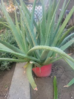 Aloe Vera Plants