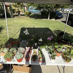 Plant Sale/Yard Sale - ASHLAN AND POLK