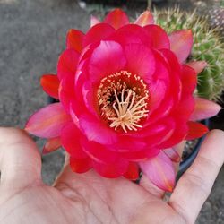 Cactus