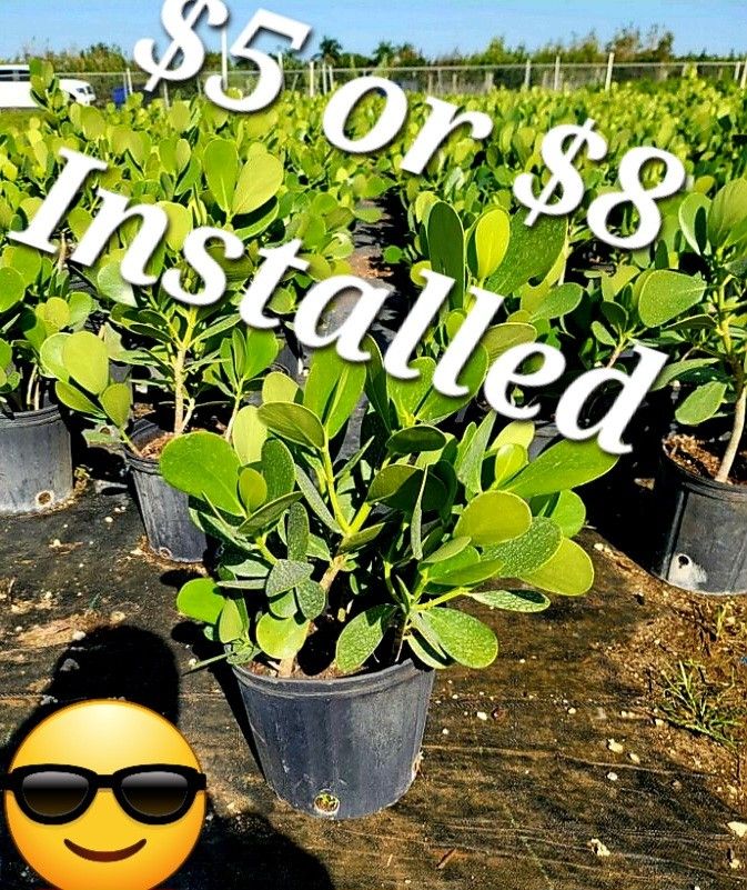 3 Gallon Clusia For 5 Dollars Or 8 Dollars Installed (Free Local Delivery) π