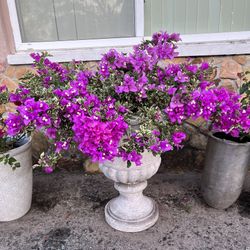 BLOOMING BOUGAINVILLEA PLANT IN PLASTIC POT AND VASE PEDESTAL FOR SALE 