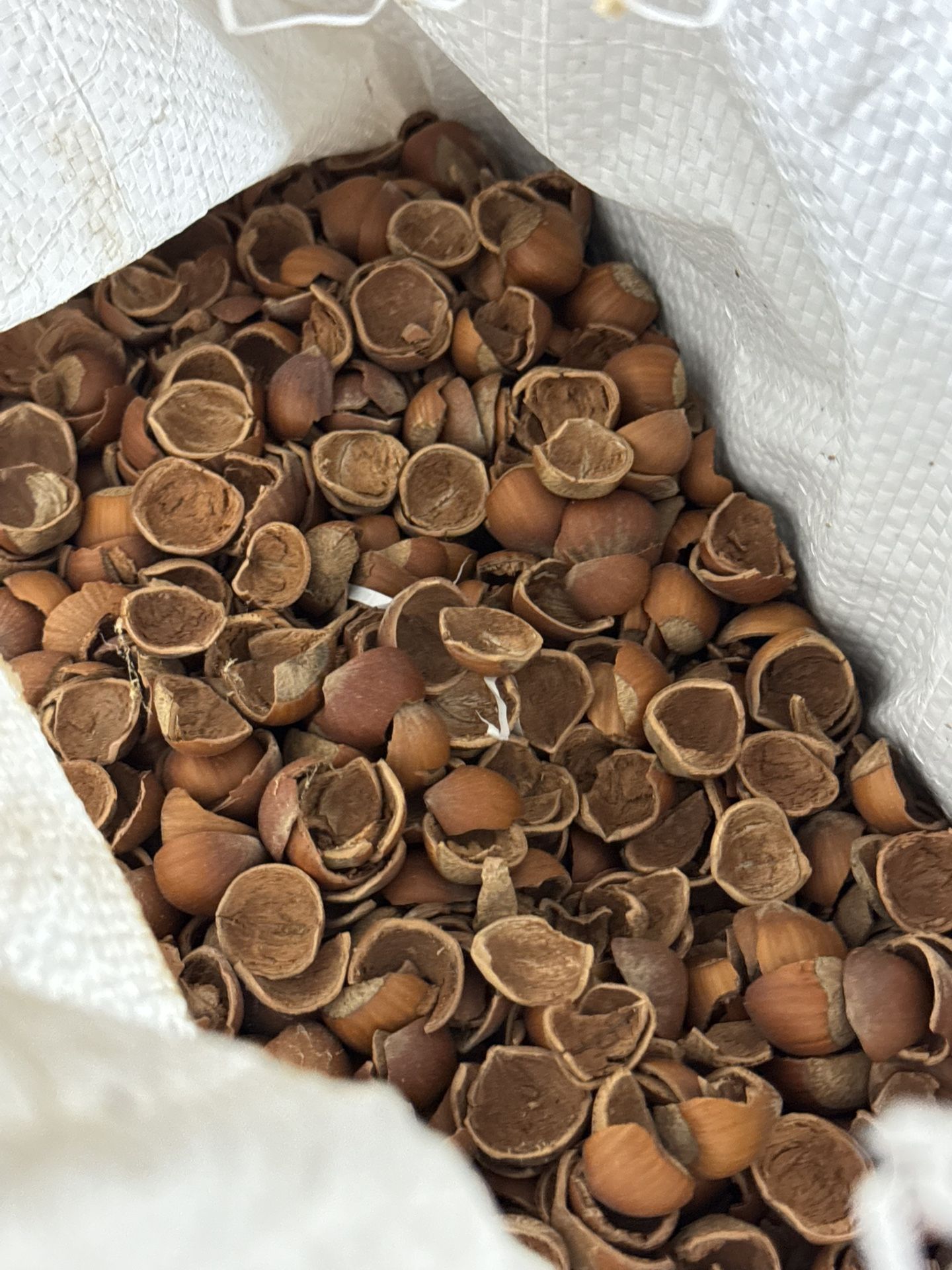 Hazelnut Shells 