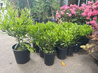 Pacific Wax Myrtle plants —