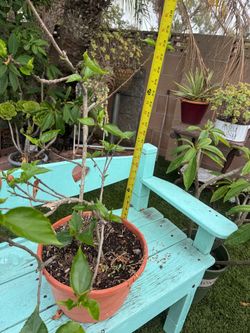 Double Peach hibiscus flower