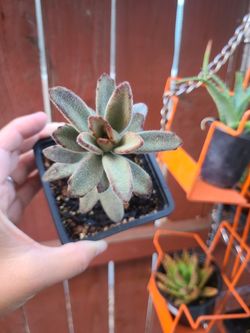 Chocolate soldier succulent