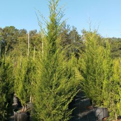 Cedar Trees For Sale Delivered and Planted 