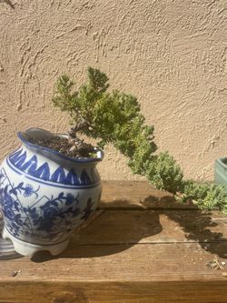 Bonsai Juniper