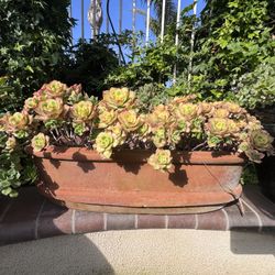 Succulents with Pot
