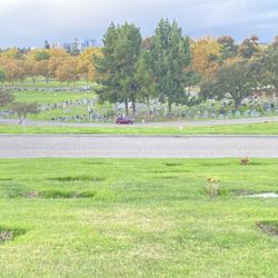 3 Burial For Sale Oak hill Cemetery 